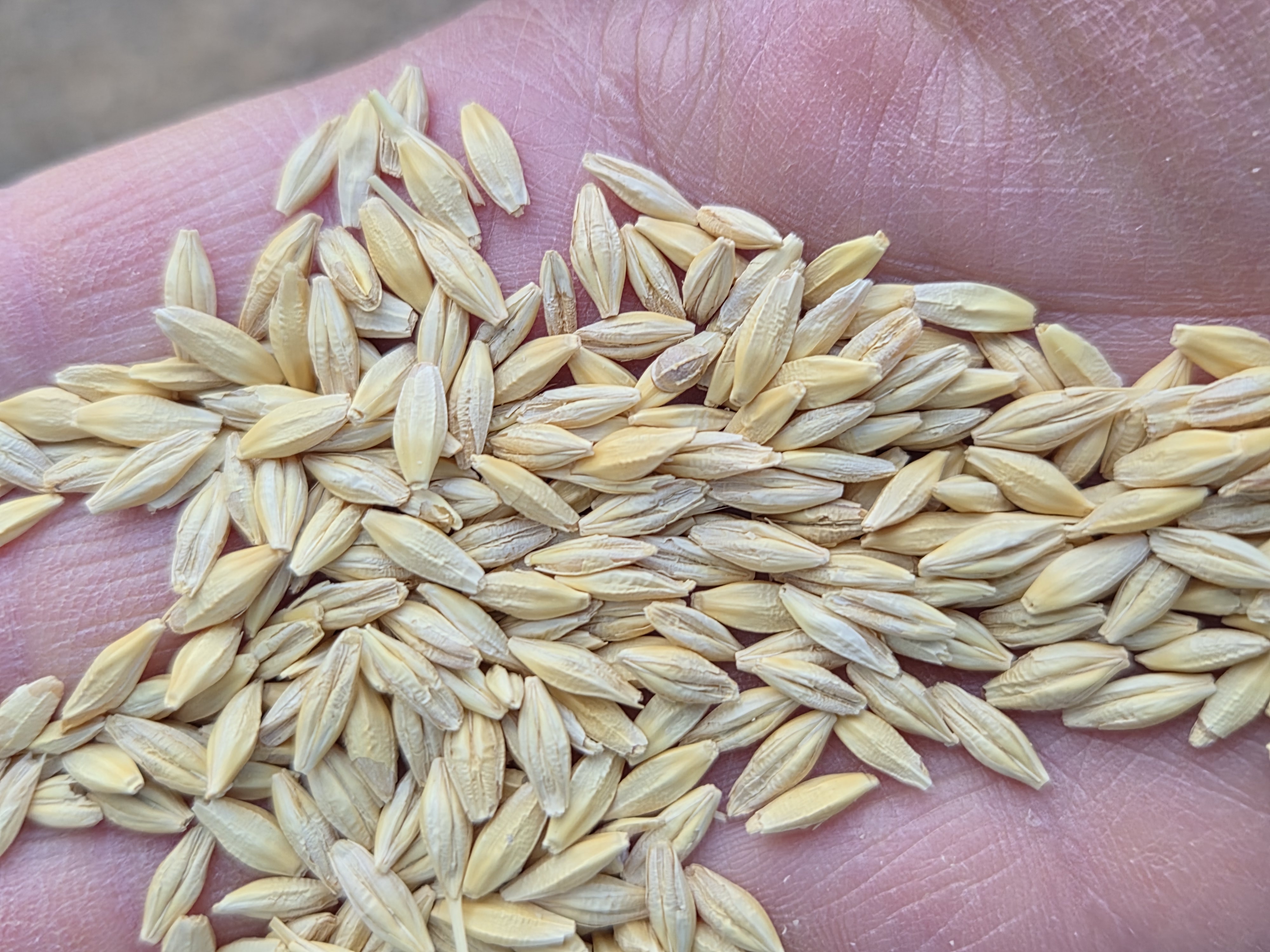 grain pic 2
